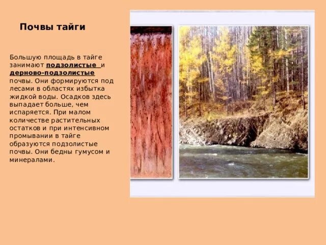 Почва тайги 4 класс окружающий мир. Почва тайги 4 класс окружающий мир