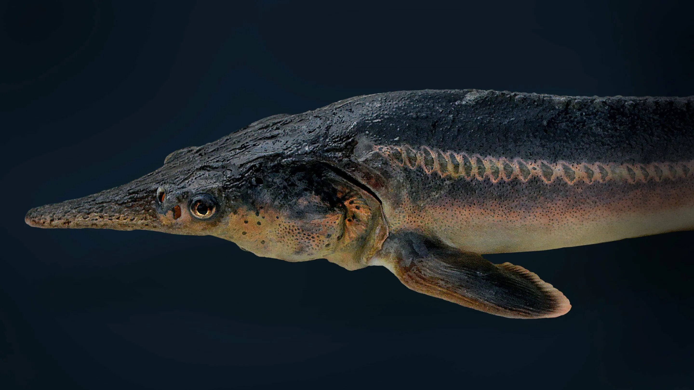 Псефур рыба. Веслоносый осетр. Веслоносый осетр. Китайский веслонос. Веслонос гибриды.