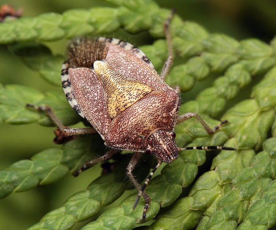 Клоп щитник ягодный какое развитие. Dolycoris baccarum - щитник ягодный. Клоп щитник ягодный. Древесный клоп щитник. Древесный клоп щитник коричневый.