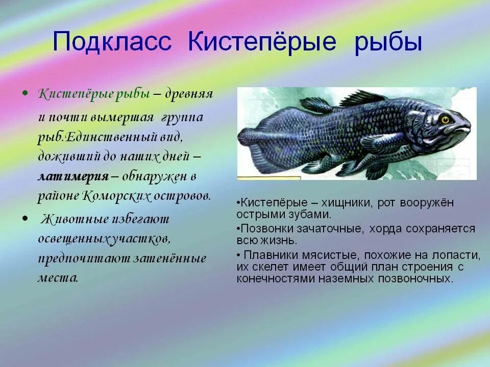 Каких животных относят к рыбам