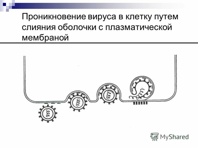 Адсорбция вируса. Адсорбция проникновение вируса. Проникновение вируса в клетку. Адсорбция и проникновение вируса в клетку. Проникновение вируса в клетку схема.