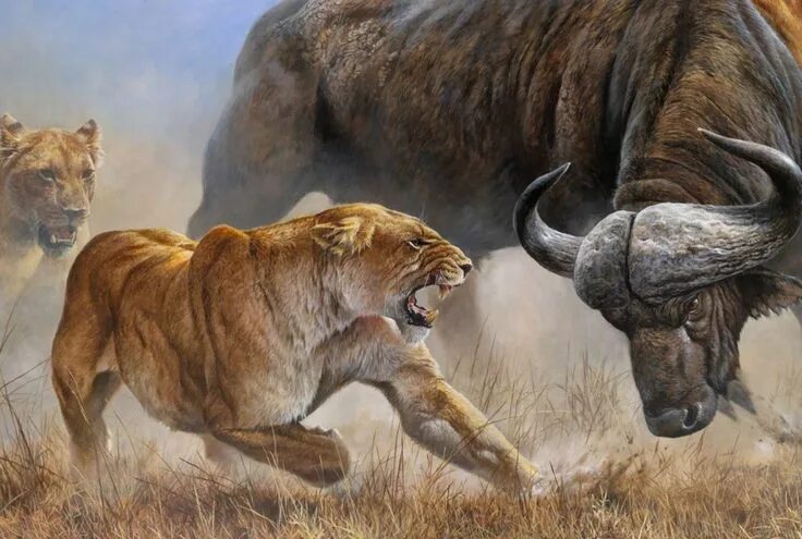 National Geographic Lion vs Buffalo Nat Geo Documentary - YouTube