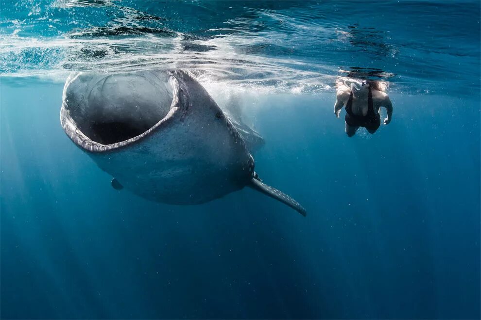 Дайвинг с китовыми акулами. Китовая акула на Мальдивах. Китовые акулы в Мексике. Плавать с китовыми акулами в Мексике. Мощность кита под водой