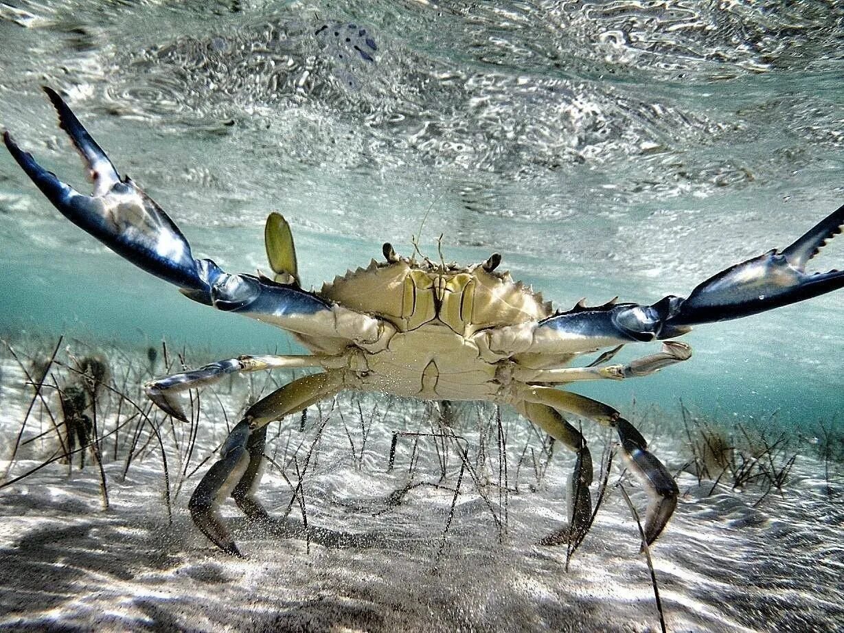 Водный краб. Краб плавунец Черноморский. Краб под водой. Морские животные на мелководье. Океанский краб.