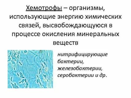 Организмы использующие энергию