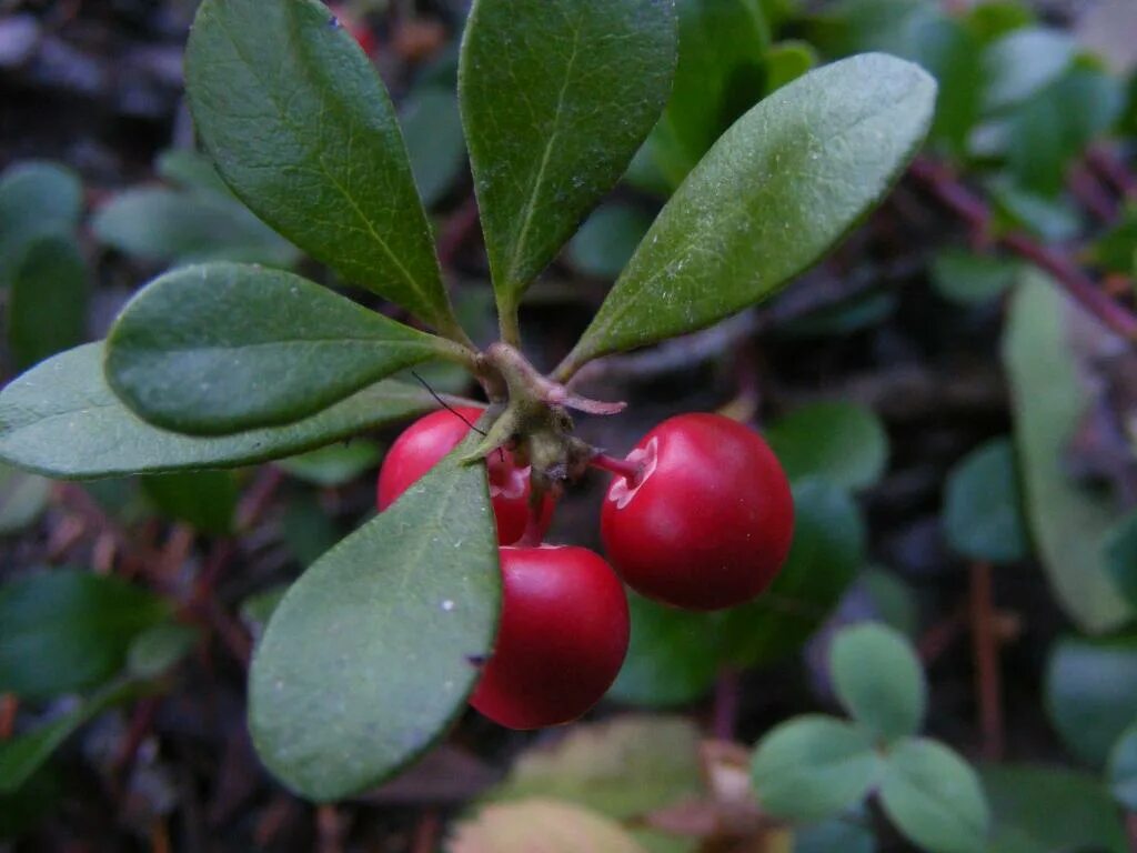 Брусника обыкновенная – Vaccínium Vítis-idaéa. Брусника обыкновенная (Vaccinium Vitis-idaea). Толокнянка обыкновенная Медвежье ушко. Брусника обыкновенная (Vacciniumvitis-ideal).