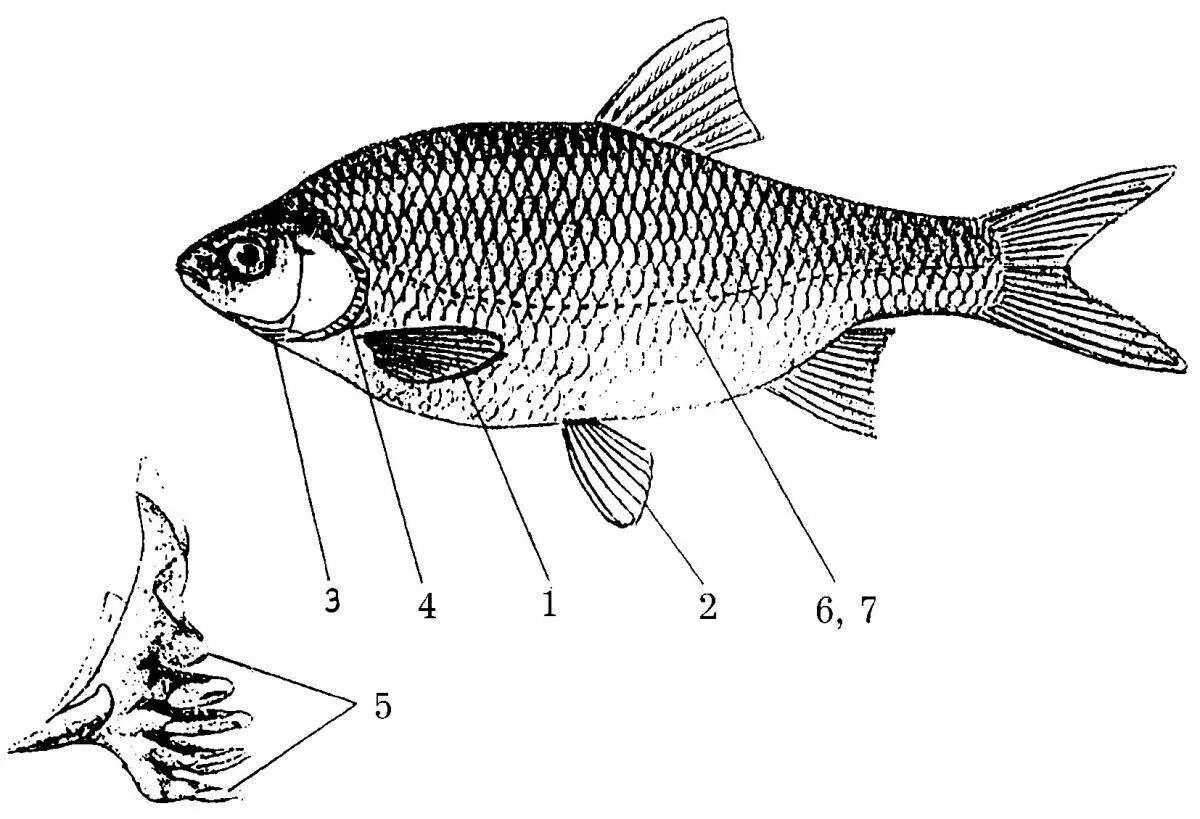 Флуктуирующая асимметрия рыб. Внешнее строение рыбы леща. Строение рыбы лещ. Строение рыбы воблы.