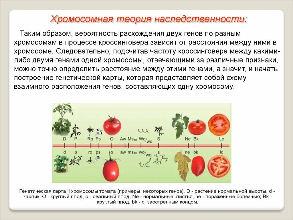 Записать хромосомную теорию наследственности. Теория томаса моргана. морган сцепленное наследование генов. теория сцепленного наследования. хромосомная теория наследственности.