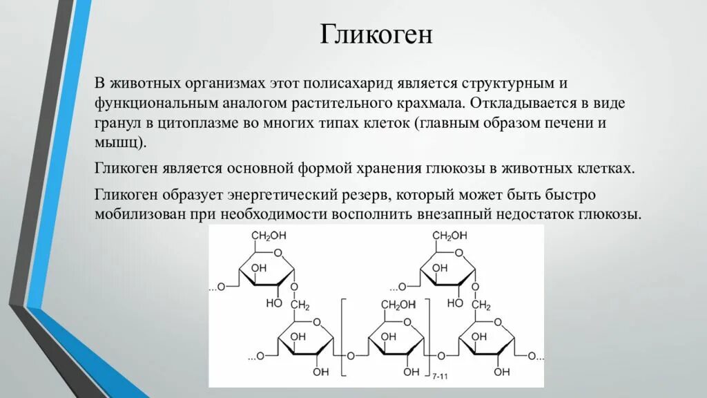 Гликоген образуется в печени. Гликоген функции. Гликоген полисахарид. Гликоген строение. Мышечный гликоген.