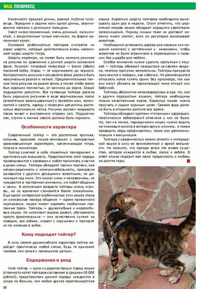 Содержание котенка