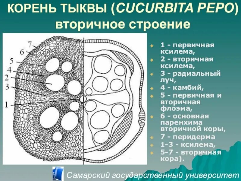 Поперечный срез корня тыквы. Тыква это корнеплод. Тыква это корнеплод. Корень тыквы. Тыква баттернат семена.
