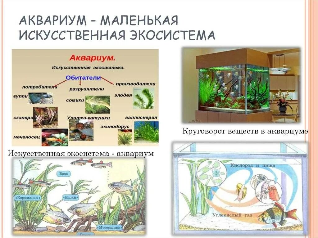 Какие организмы живут в аквариуме биология. Экосистема аквариума. Аквариум искусственная экосистема. Экосистема аквариума схема. Экко система аквариума.