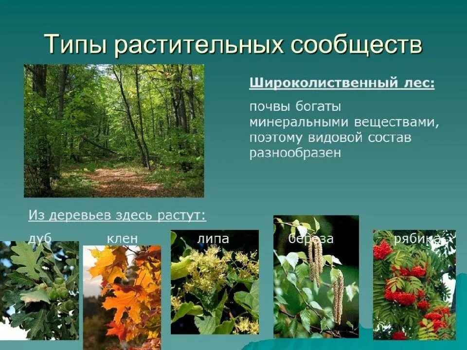 Растения в природных сообществах. Широколиственный лес биология. широколиственный лес растения. растительное сообщество широколиственного леса. типы растительных сообществ.