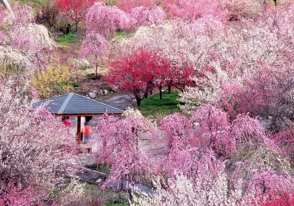 Plum blossom. Миэ Япония. Осака сливовый сад. Японский сад цветение Сакуры. Цветущая слива в Японии.