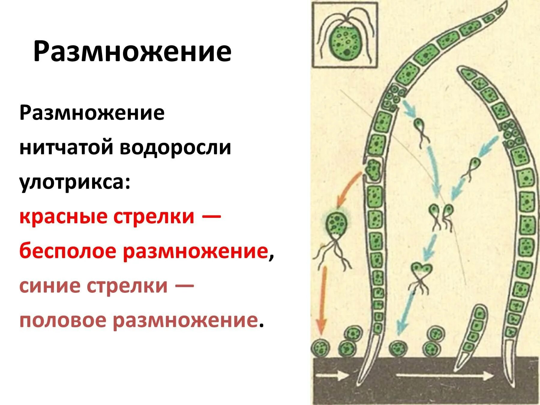 Размножение водорослей 6 класс. Нитчатая водоросль улотрикс размножение. Размножение водоросли улотрикса. Размножение улотрикса биология 6 класс. Размножение водорослей улотрикс.