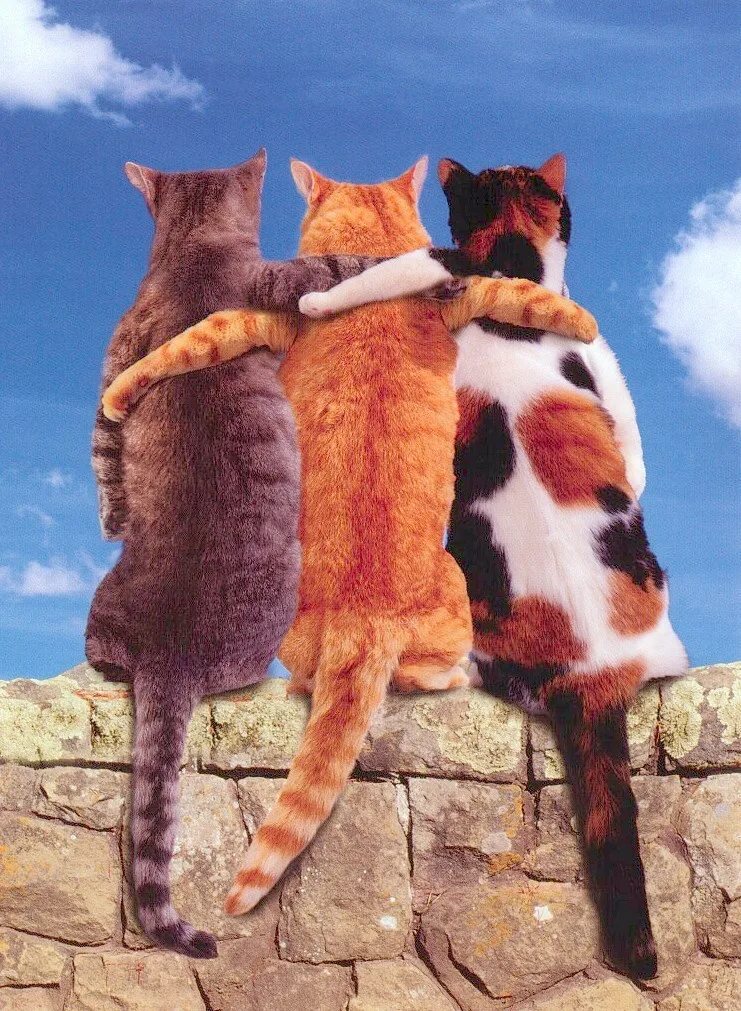 Лучшие подруги. Три лучшие подруги. Красивые подруги. Подружки в обнимку. 3 подружки.