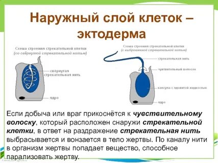 Наружный слой клетки