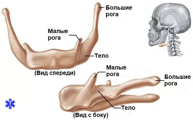 Где находится подъязычная кость. Подъязычная кость черепа анатомия. строение подъязычной кости анатомия. подъязычная кость анатомия. подъязычная кость перелом.