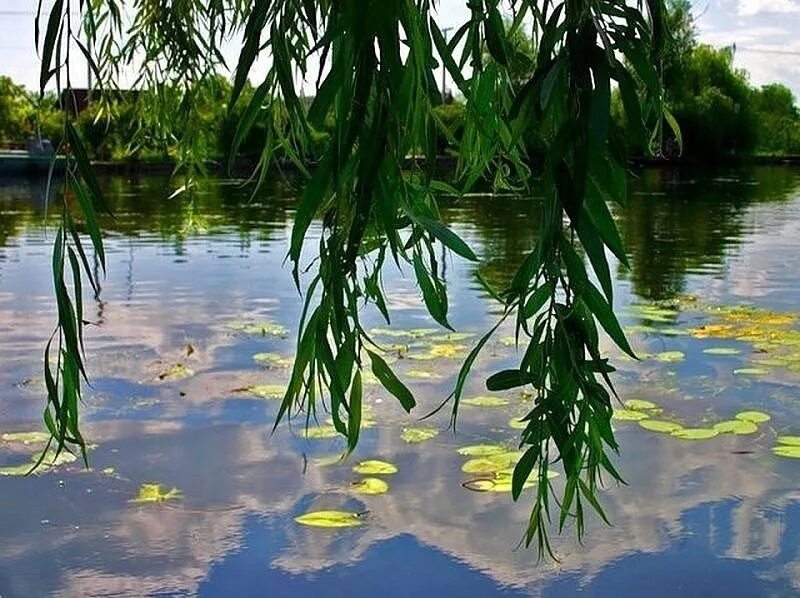 Плакучая Ива. Плакучая Ива у реки. Плакучая Ива у озера. Ива прутовидная цветет.