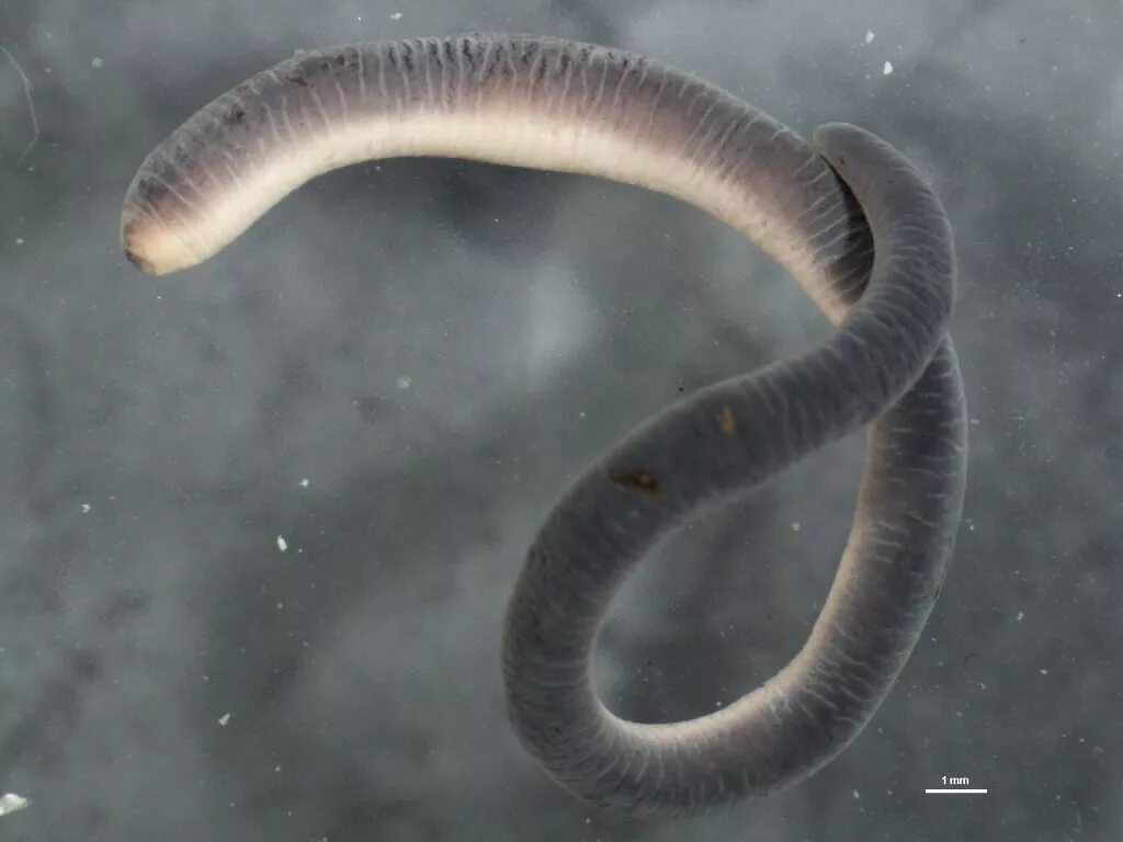 Древний кольчатый червь. Кольчатые черви паразиты. Червь паранемертес ( Paranemertes Peregrina).