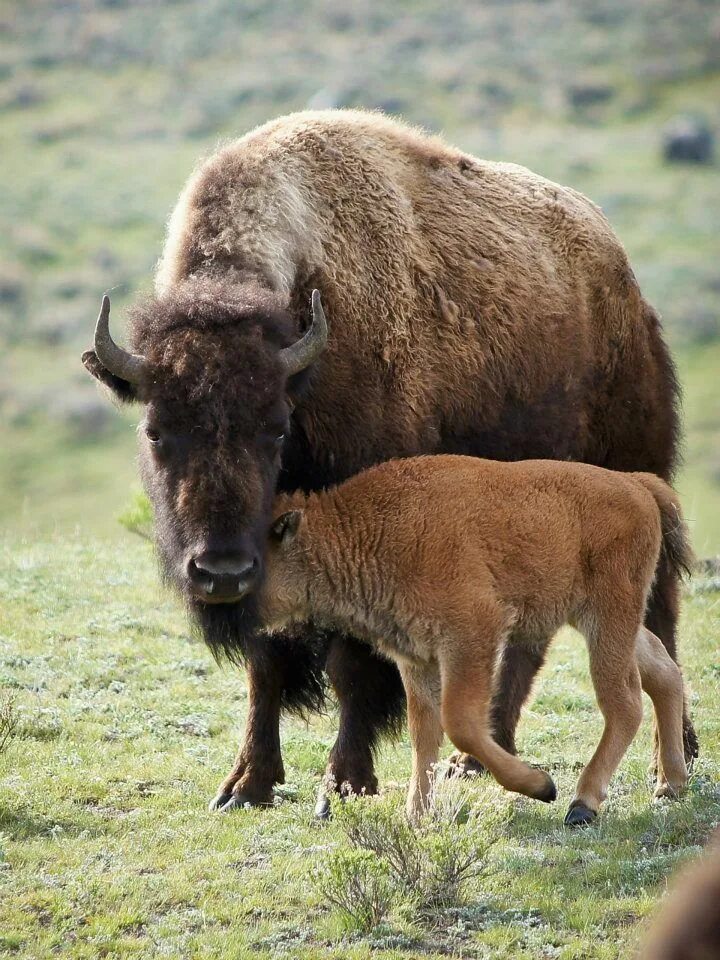 Бизон детеныш. Самка бизона. Зубренок детеныш. Детеныш зубра как называется. Детеныш зубра как называется.