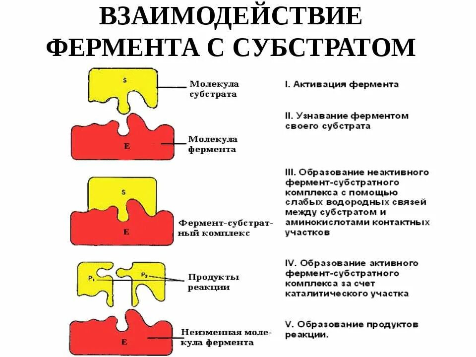 Происходит при участии ферментов. Схема фермент-субстратного комплекса. Схема взаимодействия фермент субстратного комплекса. Взаимодействие фермента с субстратом. Схема действия ферментов.