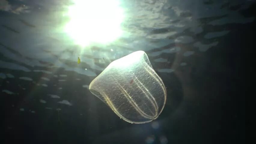 Корнерот, аурелия и мнемиопсис. Черноморские медузы мнемиопсис. Плоские медузы. Мнемиопсис медуза. Плоская медуза.