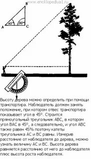 График высот деревьев