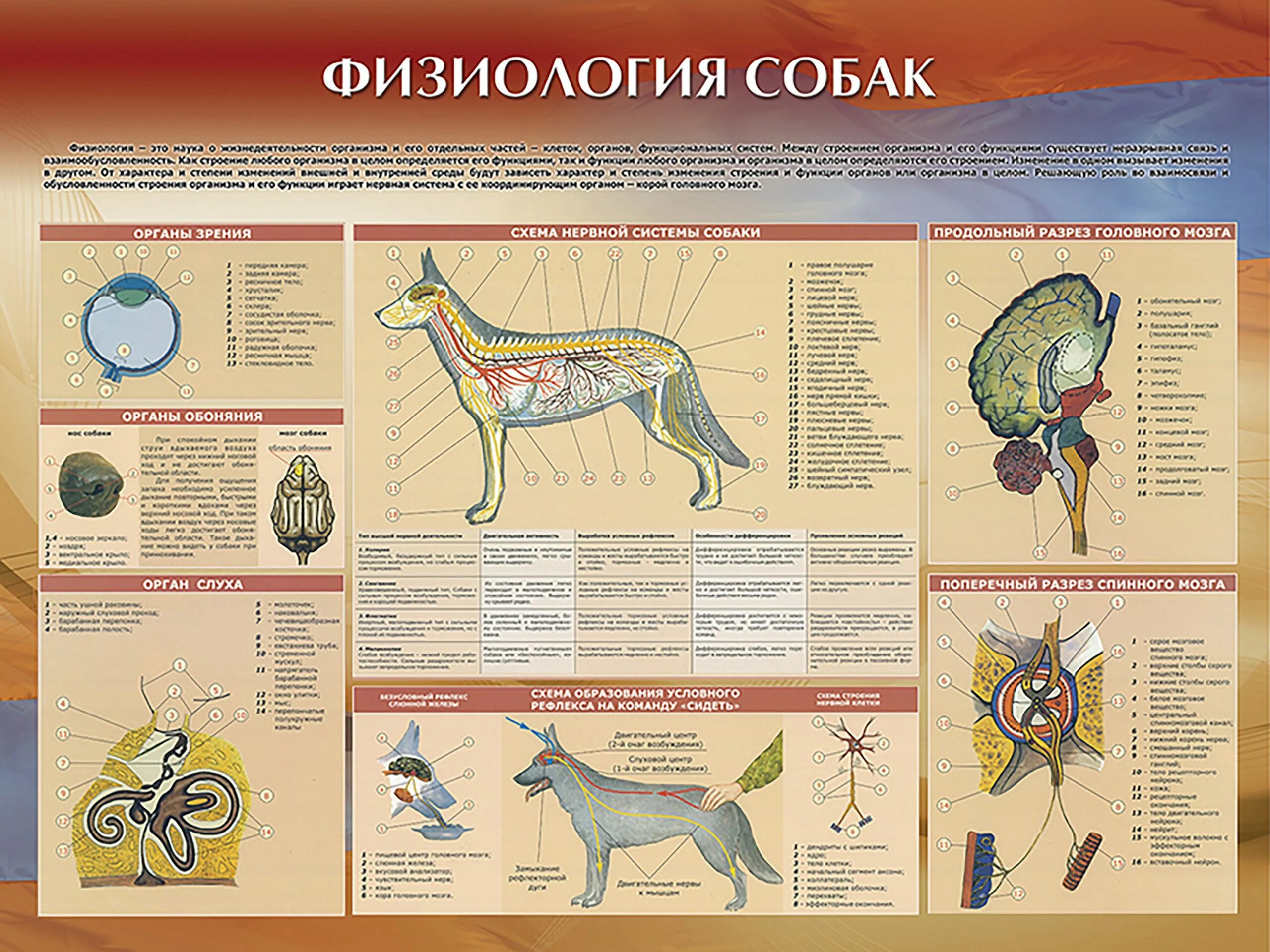 Физиология собак. Анатомия и физиология собаки. Собаки кобели физиология. Плакаты по ветеринарии.