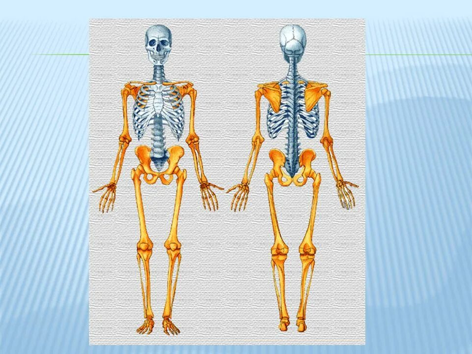 Осевой скелет. Добавочный скелет. Скелет осевой конечности. Осевой скелет человека анатомия.