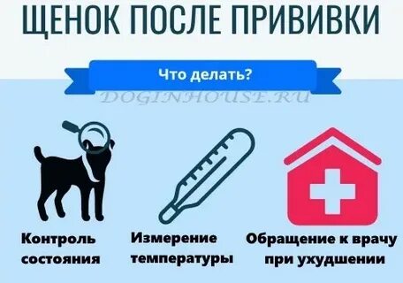 Можно ли гулять без прививки от бешенства