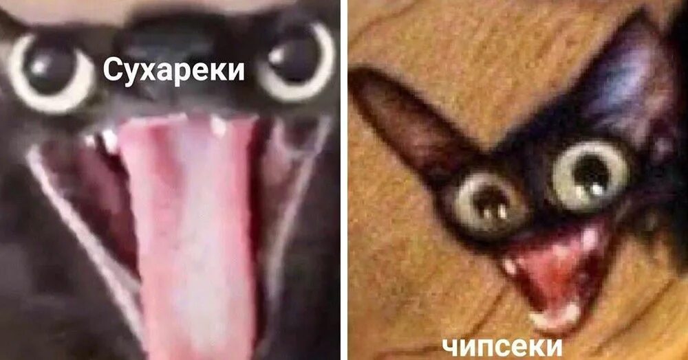 Как называется мем с котом. Мемы с кокотам. кот мем. коты мемы.
