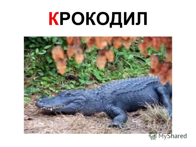 крокодил рисунок. м/ф "по дороге с облаками". синий крокодил. крокодил для детей. крот крокодил.