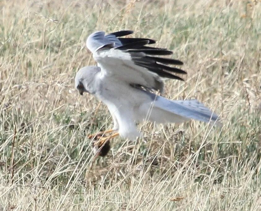 Male Northern Harrier Birds, Pet birds, Beautiful birds