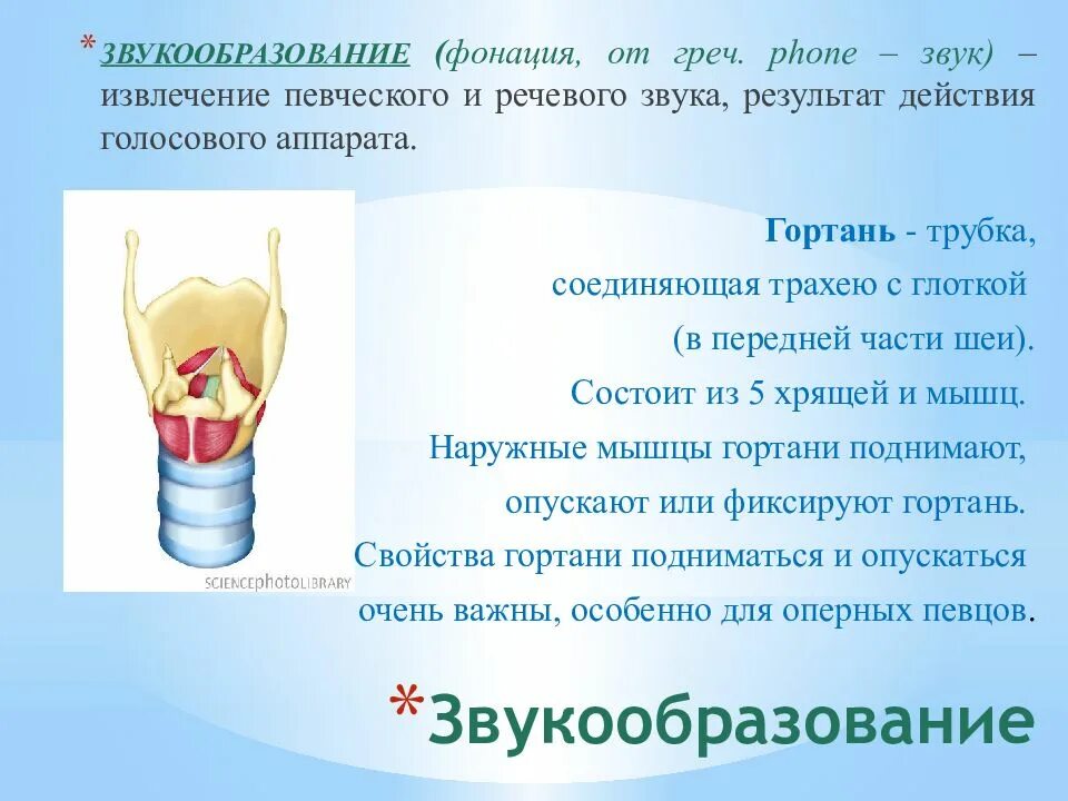 Голосовой конспект. Звукообразование. Звукообразование у человека. Правильное звукообразование при пении. Процесс звукообразования в гортани.