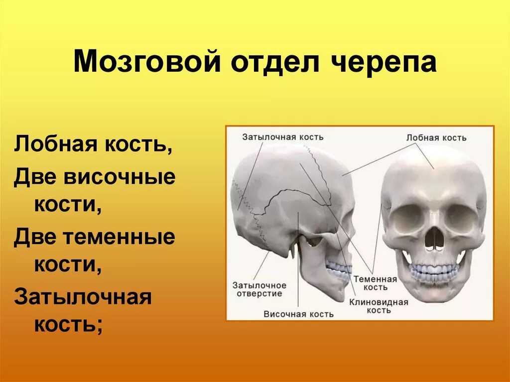 К какому отделу черепа относится скуловая кость. Скелет человека мозговой отдел черепа. Кости мозгового отдела черепа человека. Череп отделы и кости их образующие. Кости черепа мозговой отдел и лицевой отдел.