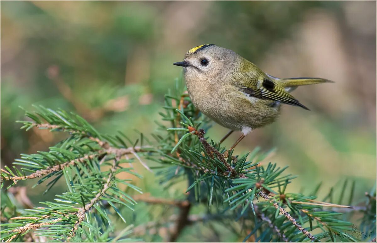 сойка пересмешница птица. сосновая сойка. певчие птицы самарской луки. желтоголовый королёк самка. зяблик (fringilla coelebs).