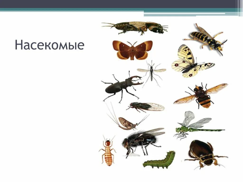 насекомые осенью для дошкольников. насекомые осенью для дошкольников. каких насекомых можно увидеть. полезные насекомые для человека. каких насекомых можно увидеть.