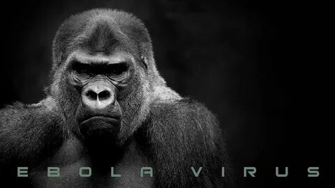 Gorilla feel good