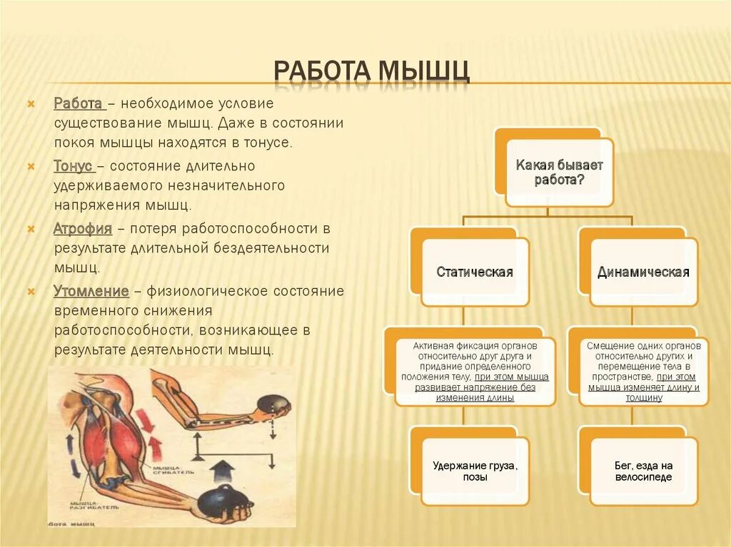 Что приводит работа в движение. Работа мышц. Виды работы мышц. Динамической работе мышц человека. Мышцы работа мышц 8 класс.