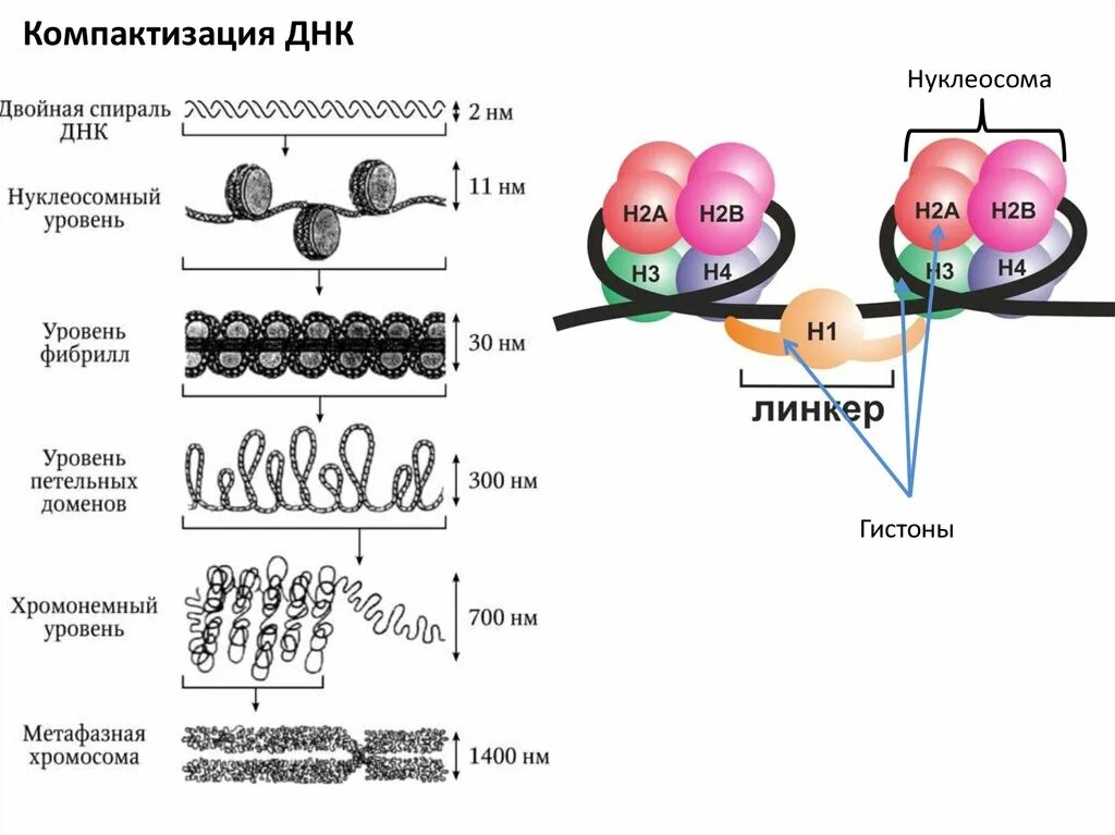 Молекула органического вещества эукариотической клетки. Уровни компактизации ДНК эукариот. Уровни упаковки компактизации ДНК. Уровни компактизации ДНК схема. Уровни компактизации ДНК В хромосоме.