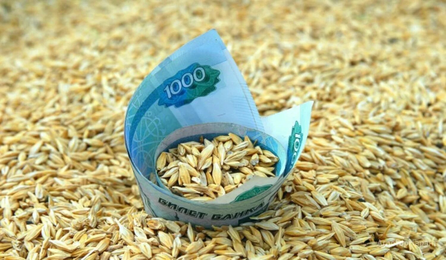 Ячмень страны. Пшеница зерно. Экспорт зерна. Пшеница и зерно экспорт. Рынок зерна.