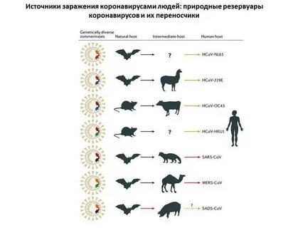 Коронавирус начало в каком году