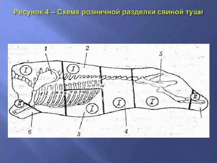 Схема разделки туши свиньи. Схема обвалки свиной туши. разделка туши свинины схема. части разделанной туши свинины схема.