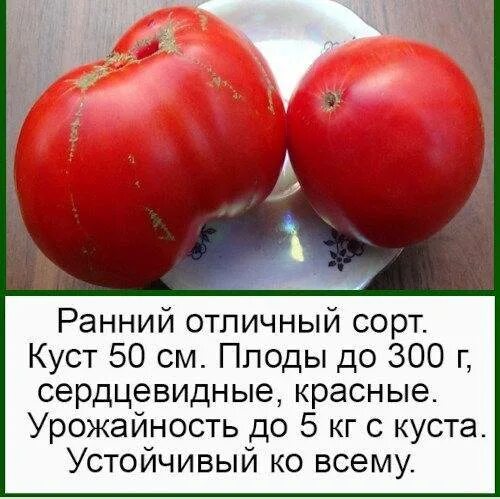 Сорт томатов лентяйка характеристика. Томат сорт лентяйка. помидоры лентяйка описание сорта. низкорослые томаты лентяйка. томат лентяйка характеристика.