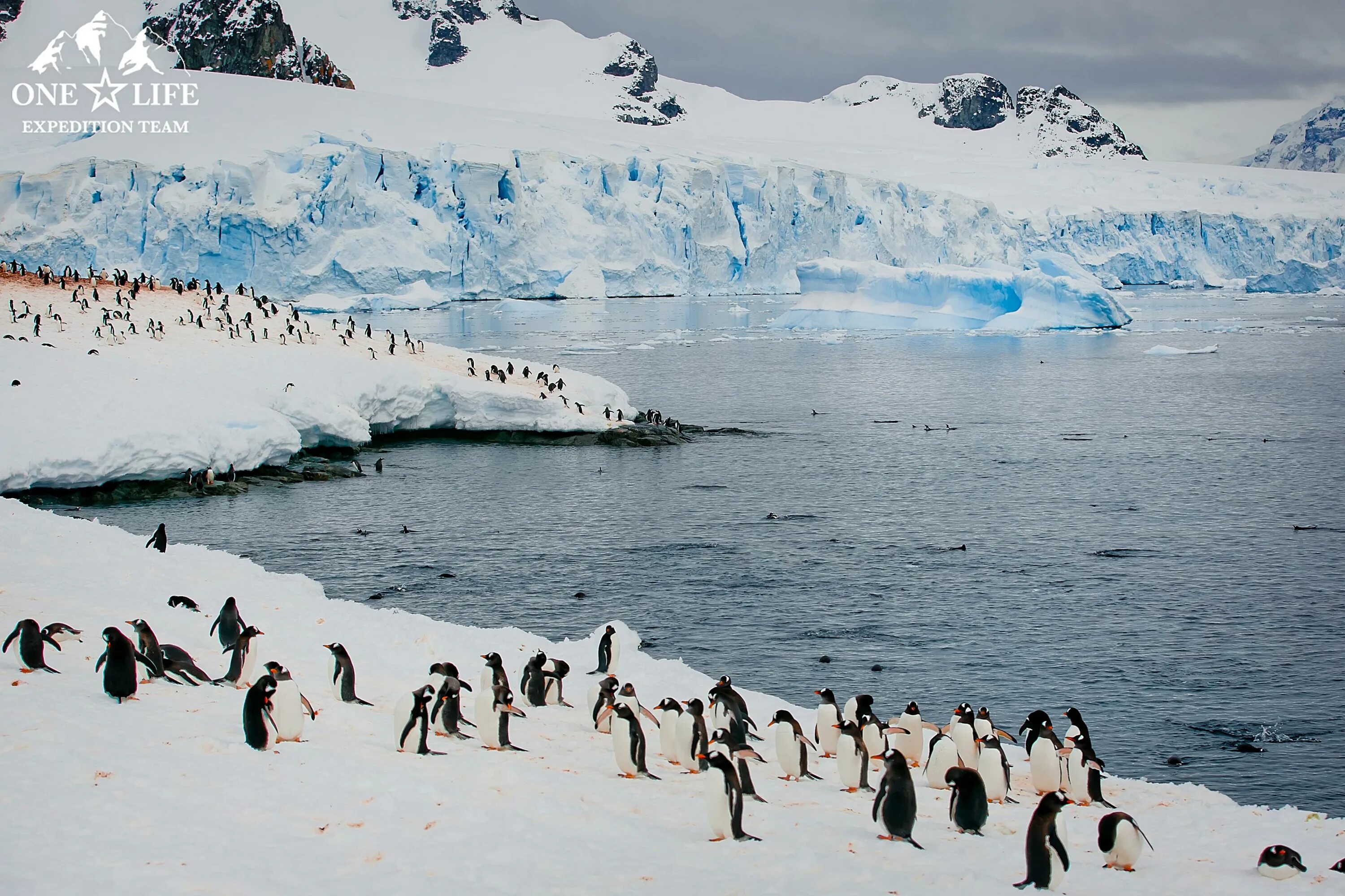 зона арктических пустынь антарктида. антарктида люди живут. полярник с пингвином. антарктика жизнь. научная экспедиция в северном ледовитом океане.
