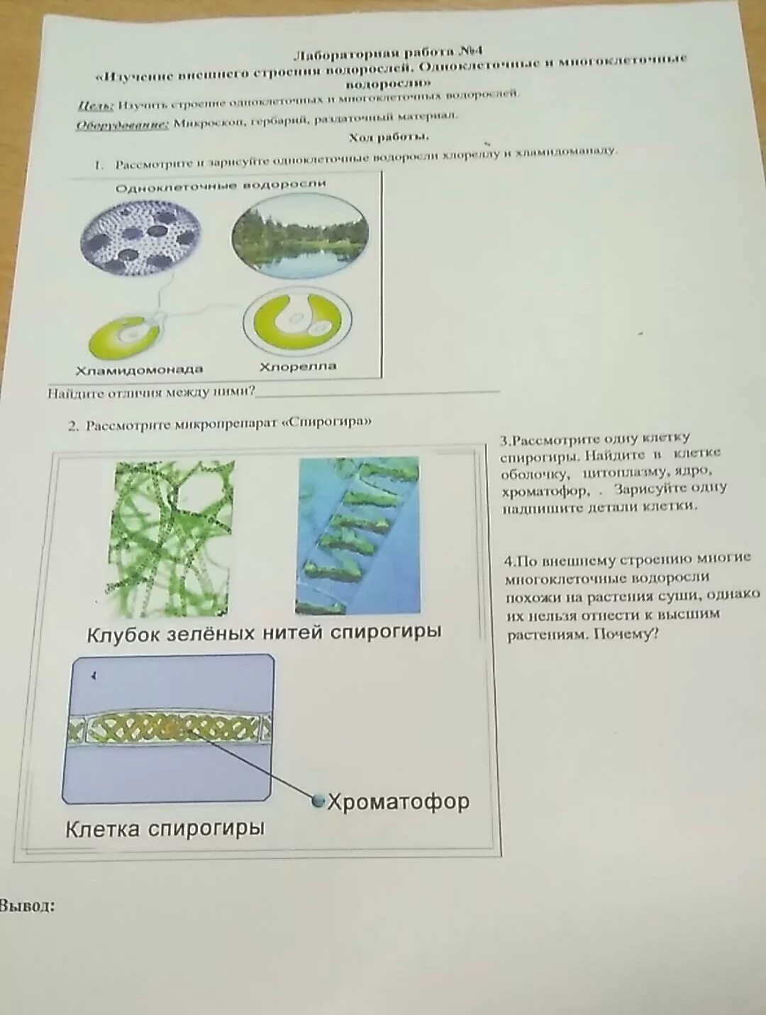 Лабораторная водоросли