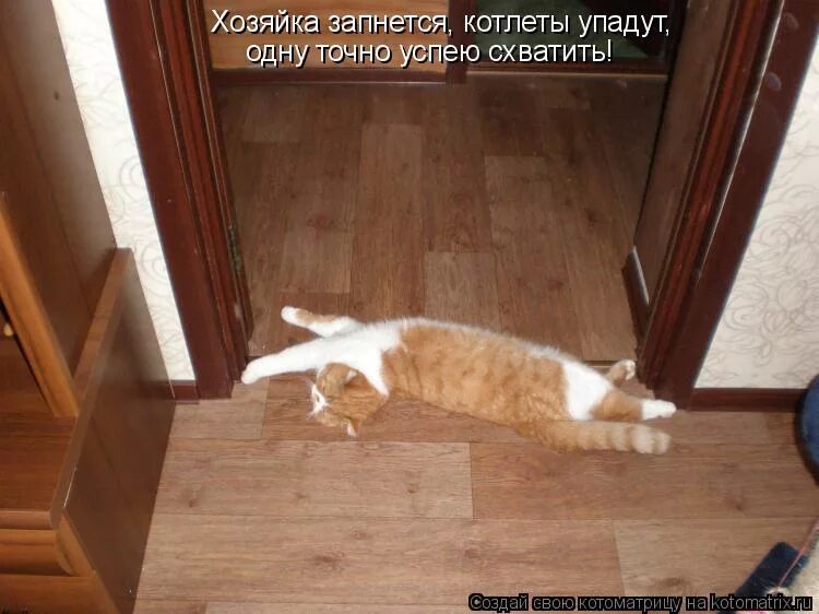 Успела ухватить. Котометр. Упала котлета. Фото упала котлета. Куча работы, но я поваляюсь.