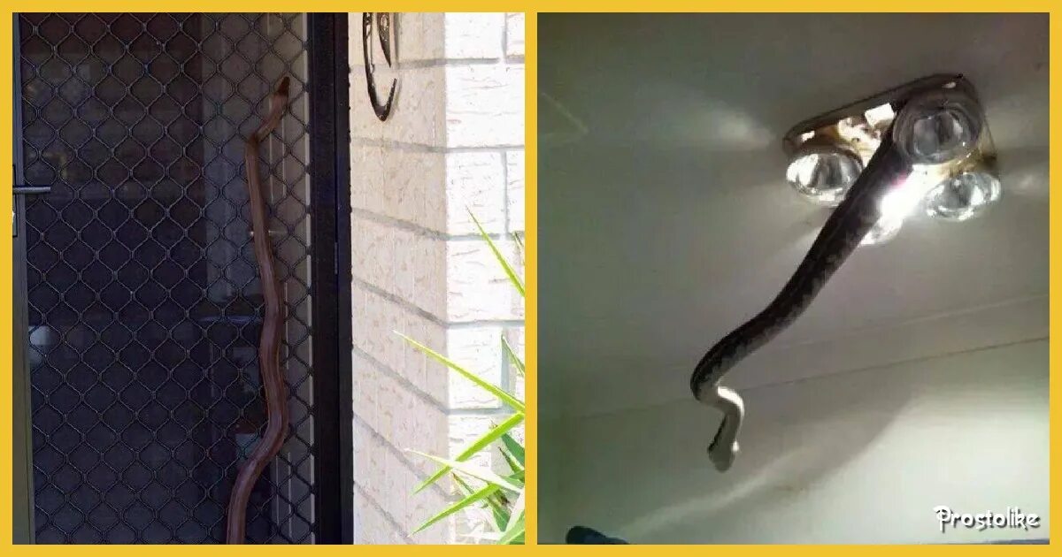 Почему не стоит ехать в австралию. Австралия самые опасные существа. Страшные существа австралии. Вот почему я не поеду в австралию. Почему не стоит ехать в австралию фото.