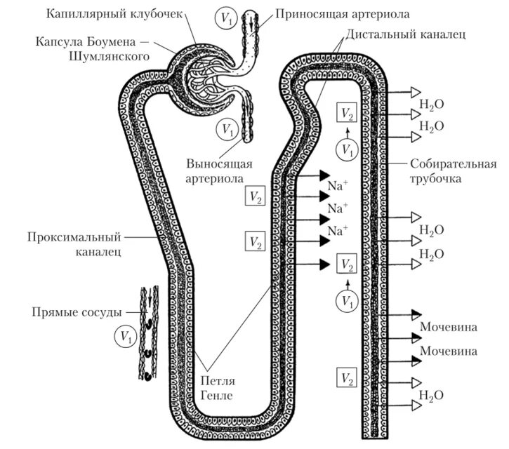 Строение нефрона почки гистология. Нефрон строение капсула Боумена. Строение капсулы Боумена-Шумлянского. Капсула Шумлянского Боумена гистология. Нефрон капсула боумена